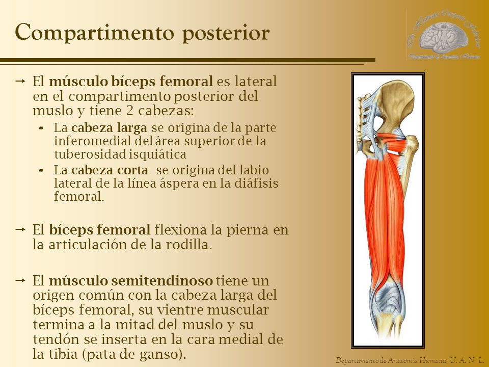 musculos compartimiento posterior de la pierna musculos compartimiento posterior de la pierna